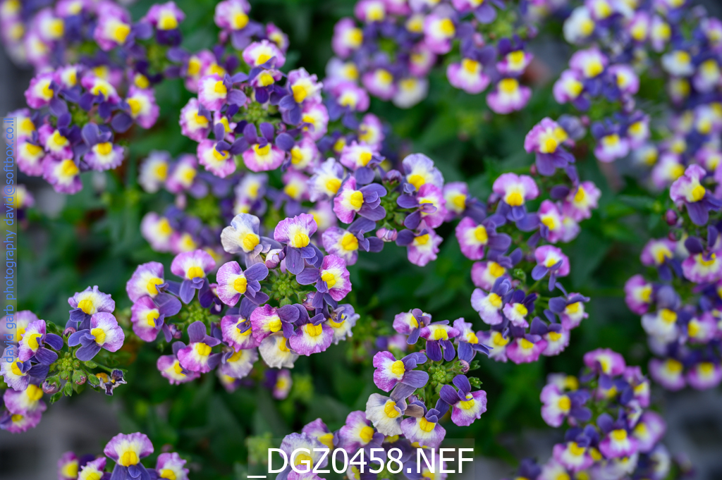 MENOR™ Dual Purple