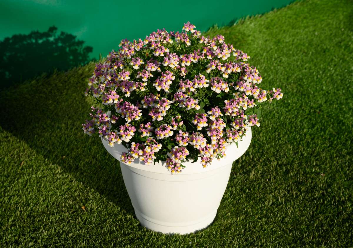MENOR™ Dual Violet