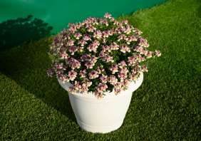 MENOR™ Dual Violet