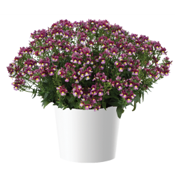 MENOR™ Dual Bordeaux