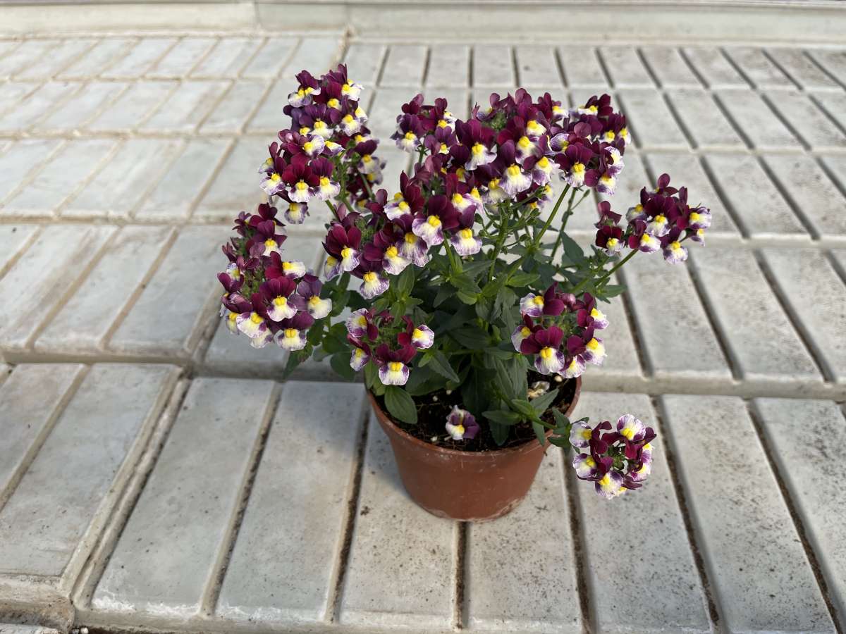 MENOR™ Dual Bordeaux