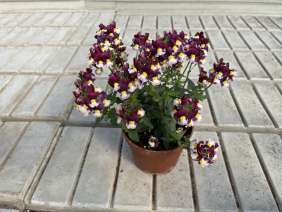 MENOR™ Dual Bordeaux