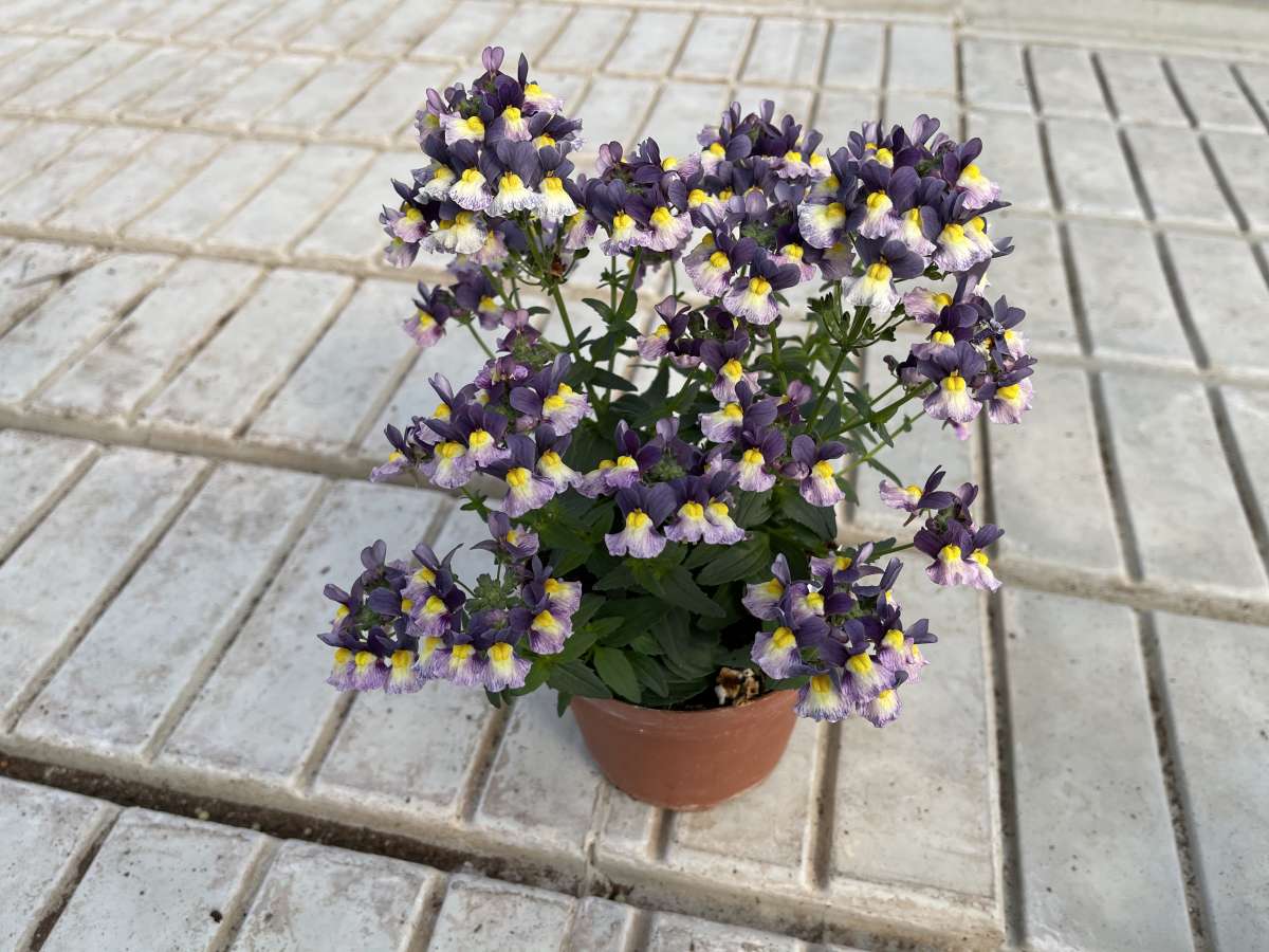 MENOR™ Dual Purple