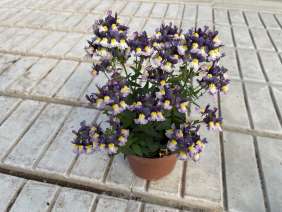 MENOR™ Dual Purple