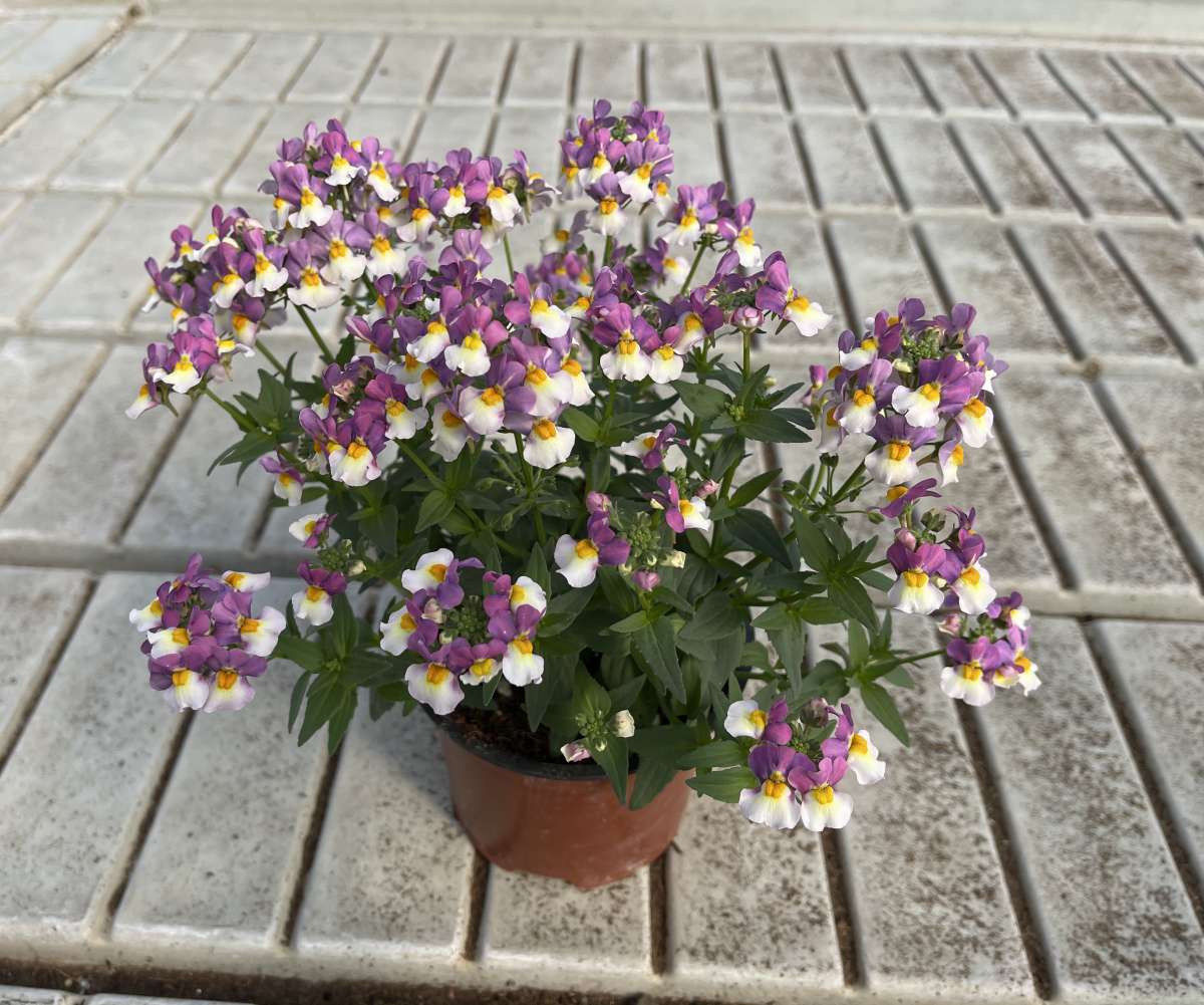 MENOR™ Dual Violet