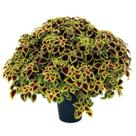 NOVA® Roly-Poly