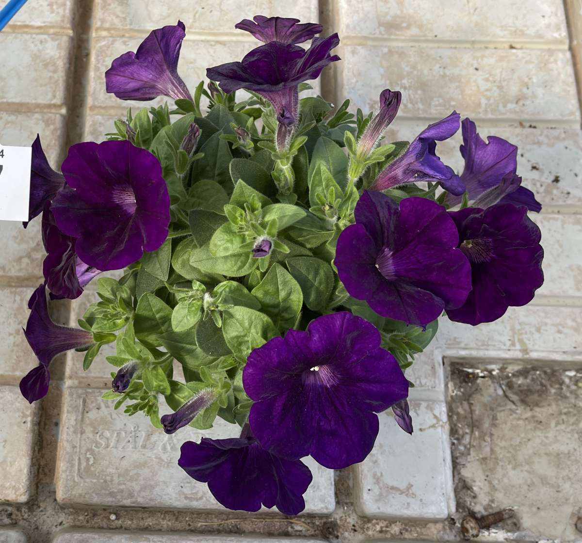 CAPELLA™ Indigo imp.