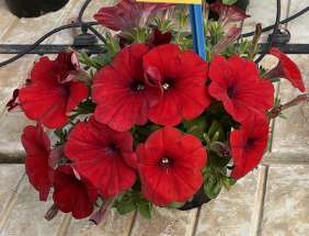 CAPELLA™ Ruby Red imp.