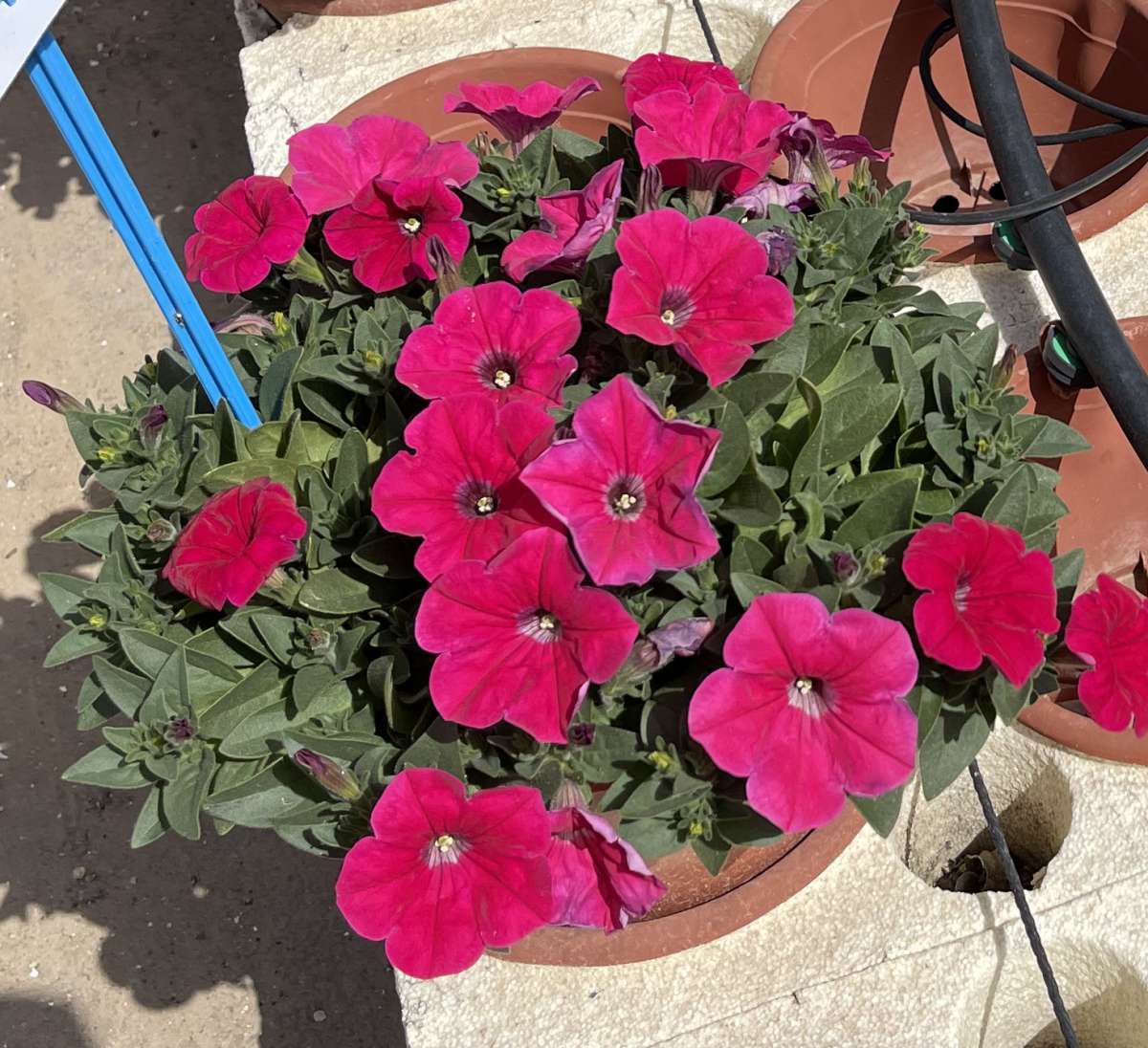 CASCADIAS™ Fuchsia