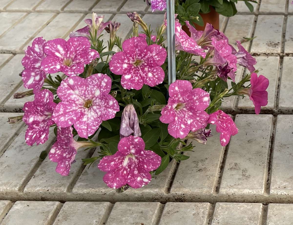 SPLASH DANCE™ Rumba Rose