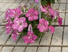 SPLASH DANCE™ Rumba Rose