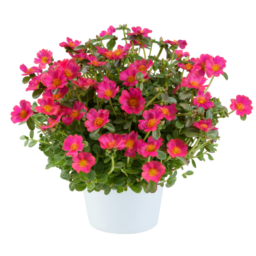 PAZZAZ™ NANO Fuchsia Improved