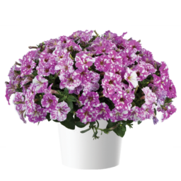 SPLASH DANCE™ Fuchsia Flamenco