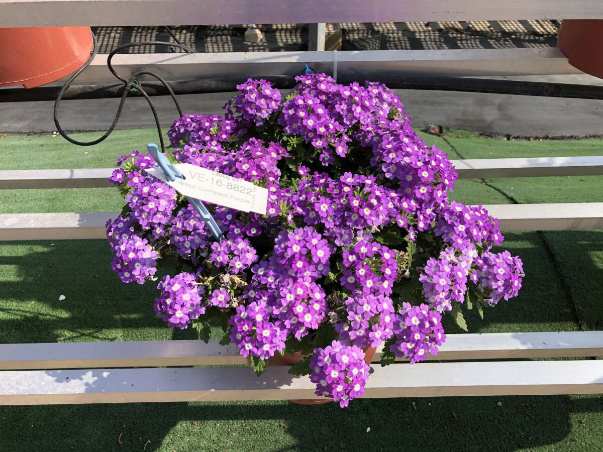VANESSA™ Optik Grape
