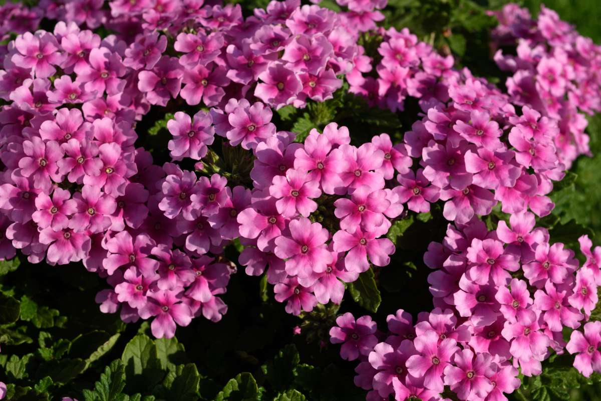 VANESSA™ COMPACT Rosa