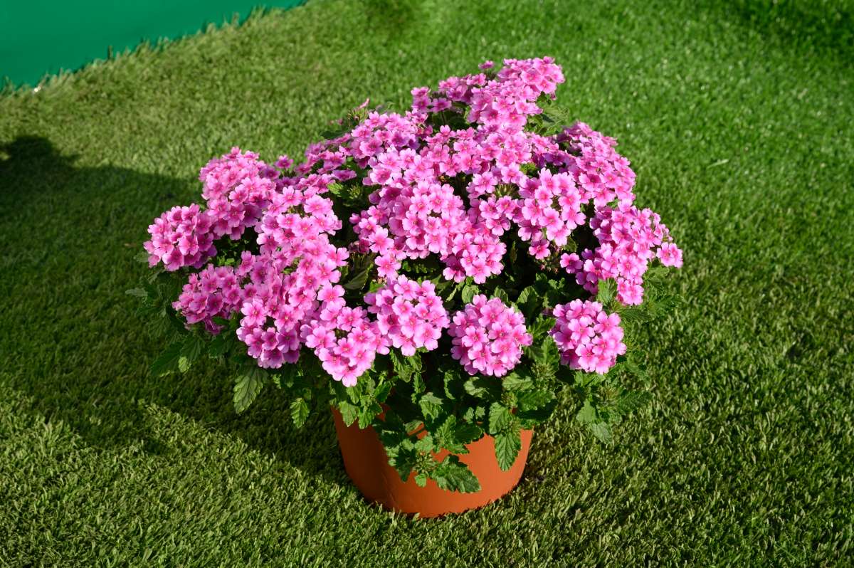 VANESSA™ COMPACT Rosa