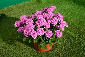 VANESSA™ COMPACT Rosa