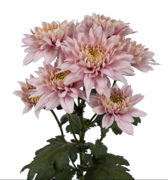 ROMANCERO™ PINK