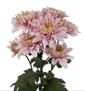 ROMANCERO™ PINK