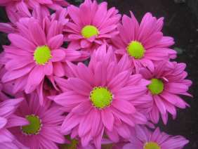AMOR™ SWEETY