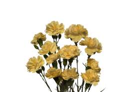 PIÑATA™ SUNDROPS