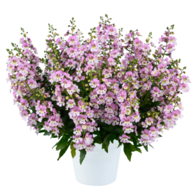 ALONIA™ Big Bicolor Pink Improved