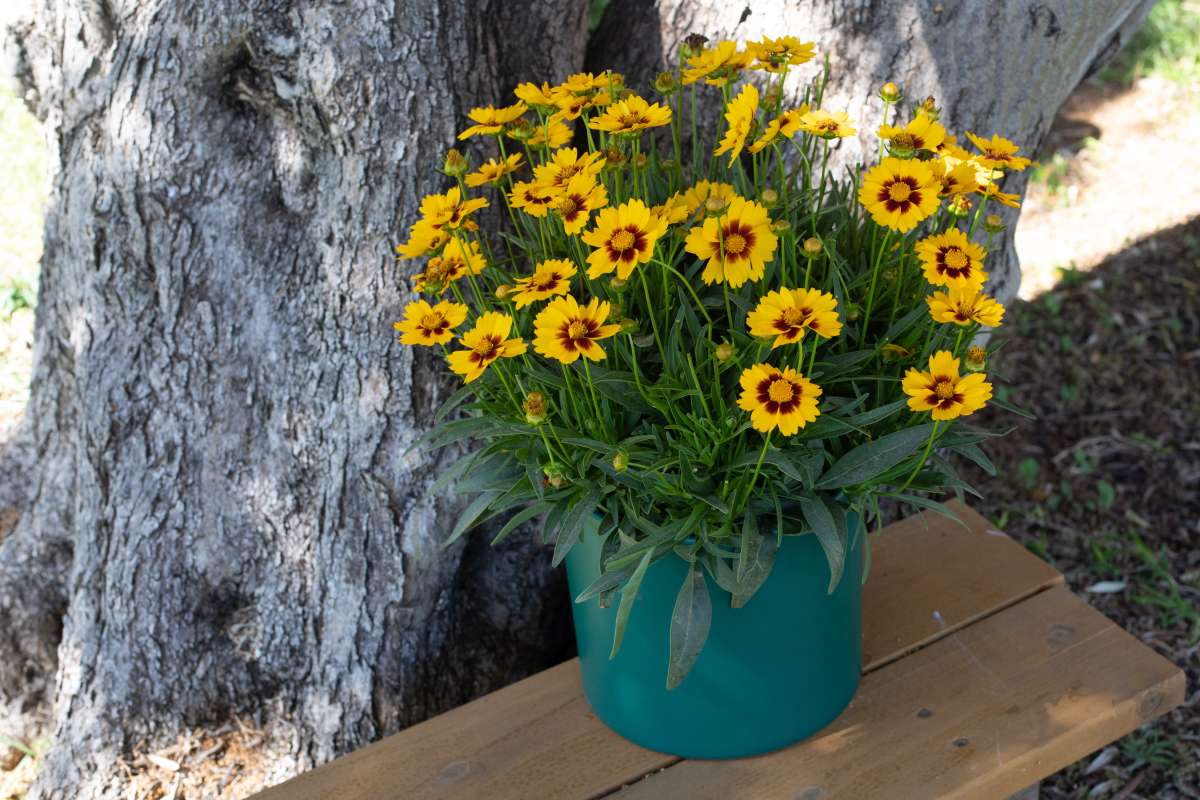 Solanna™ Sunset Bright