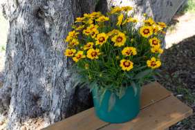 Solanna™ Sunset Bright
