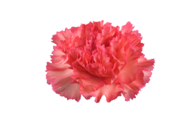 TESORO™ PEACH CHERRY