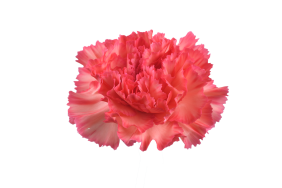 TESORO™ PEACH CHERRY