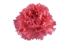 TESORO™ ROUGE PINK