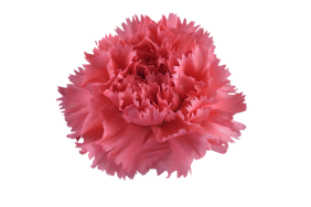 TESORO™ ROUGE PINK