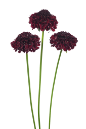 FOCAL SCOOP™ CRANBERRY