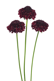 FOCAL SCOOP™ CRANBERRY