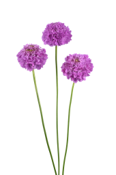 BON BON SCOOP™ UBE