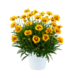 Solanna™ Sunset Bright