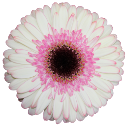 BICOLOR™
