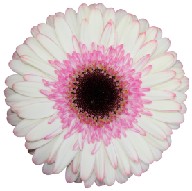 BICOLOR™