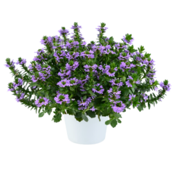 BLESSING™ Lavender