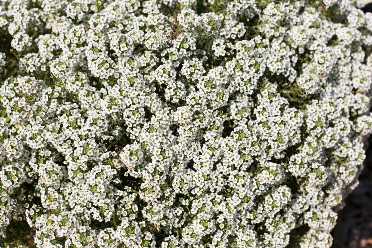 STREAM™ Compact White