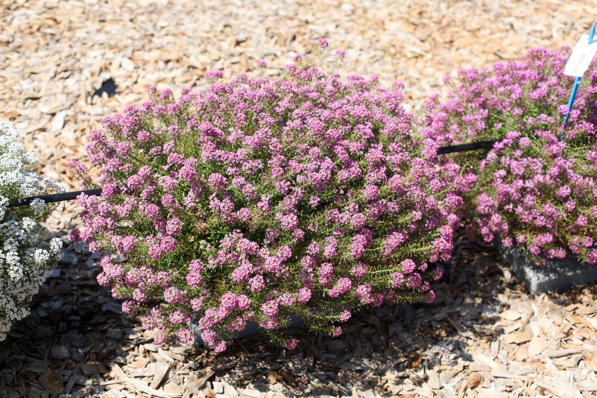 STREAM™ Compact Rose