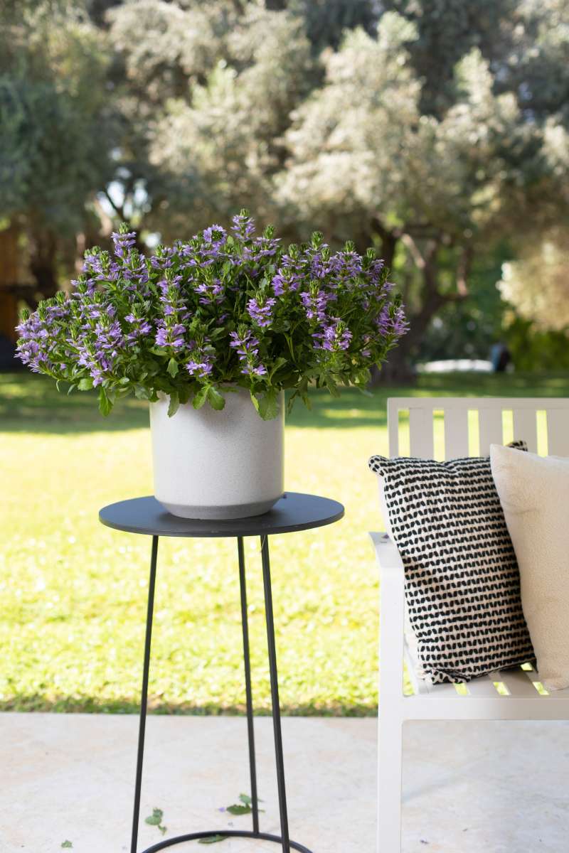 BLESSING™ Lavender