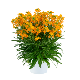 Sunstrong™ Orange Imp.