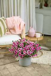 CAPELLA™ Rim Fuchsia