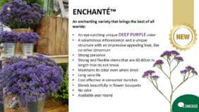 ENCHANTÉ™