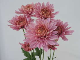 ALMENDRA™ PINK
