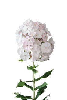 Magical® Pink TendernesZ