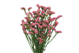 SUPERTA™ PINK