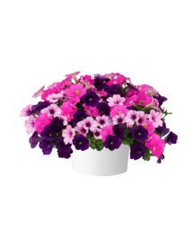 Bumbleberry Jam™