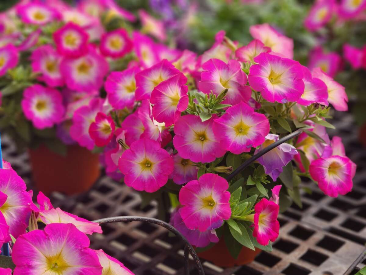 CAPELLA™ Pink Morn